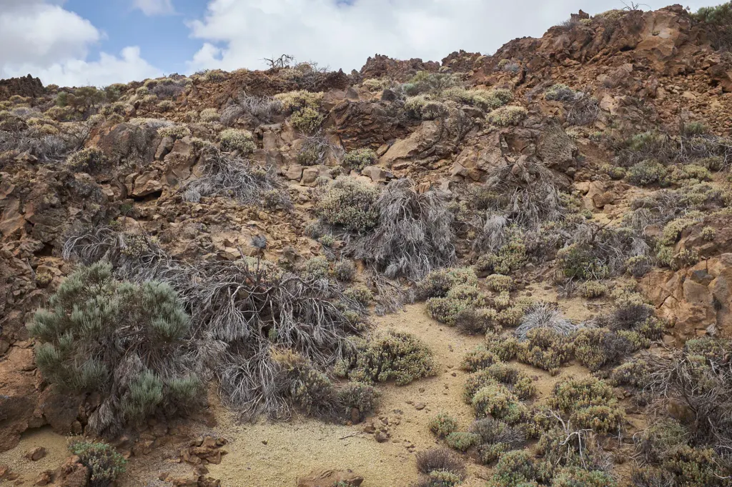 Las Canarias — landscape and travel photograph in Canary Islands, Spain, frame 16 of 28.